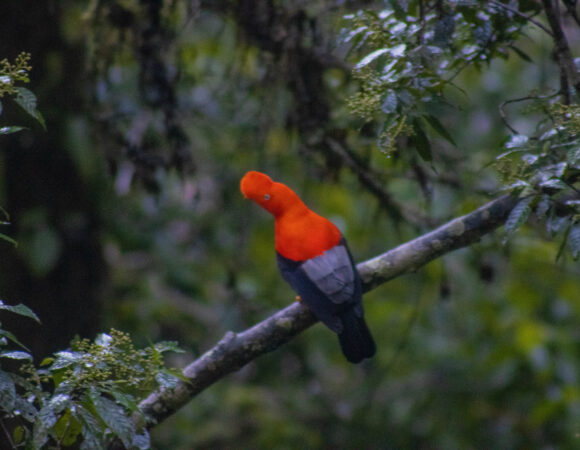 Desde Cusco: Tour 3 Días y 2 Noches en la selva del Cusco