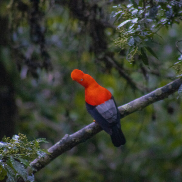 Desde Cusco: Tour 3 Días y 2 Noches en la selva del Cusco