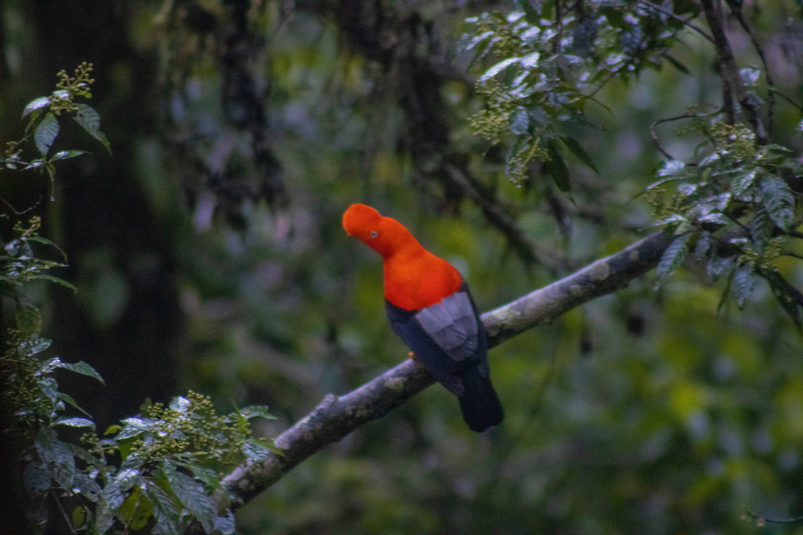 Desde Cusco: Tour 3 Días y 2 Noches en la selva del Cusco