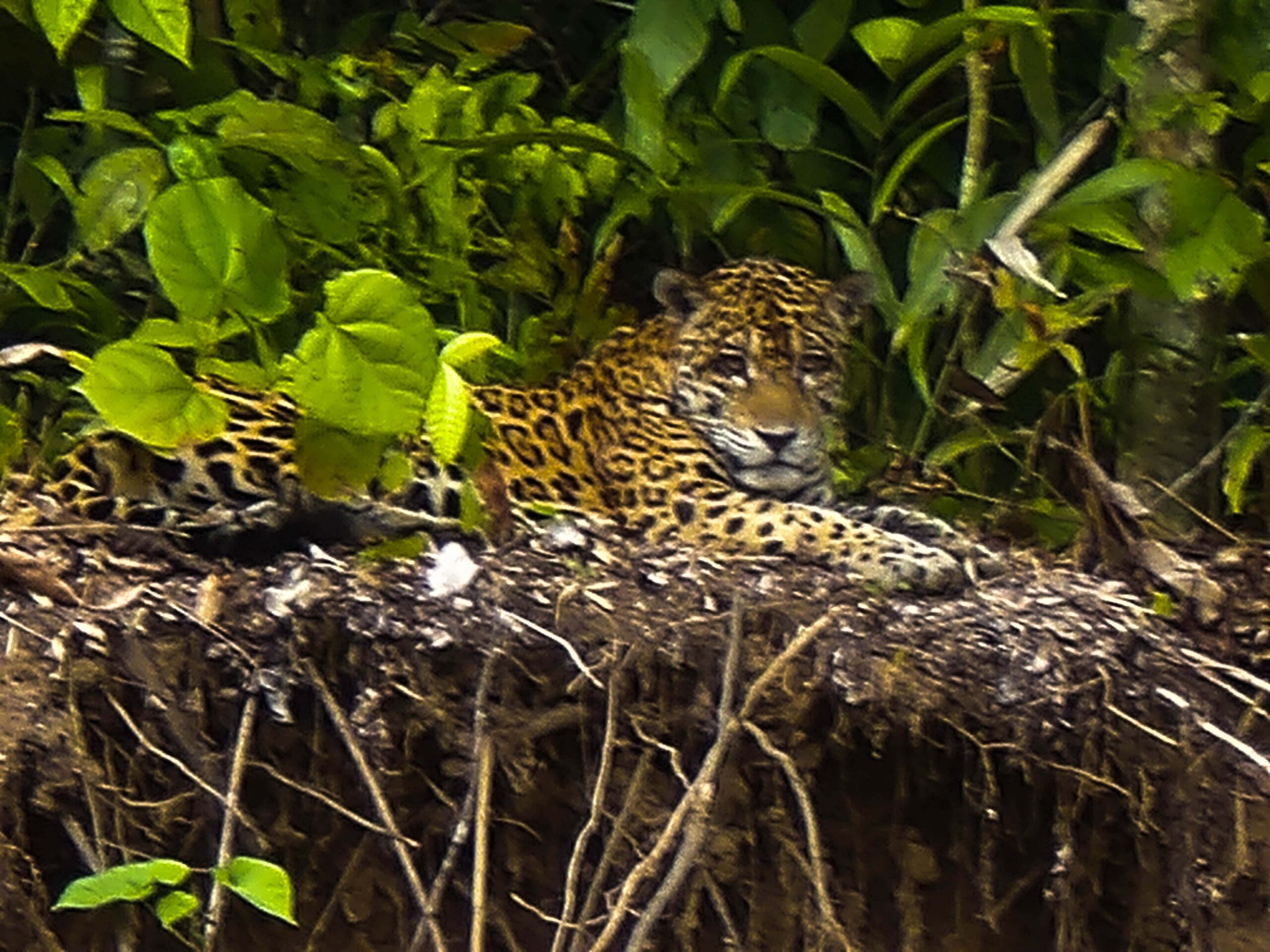 jaguar pumas tours manu