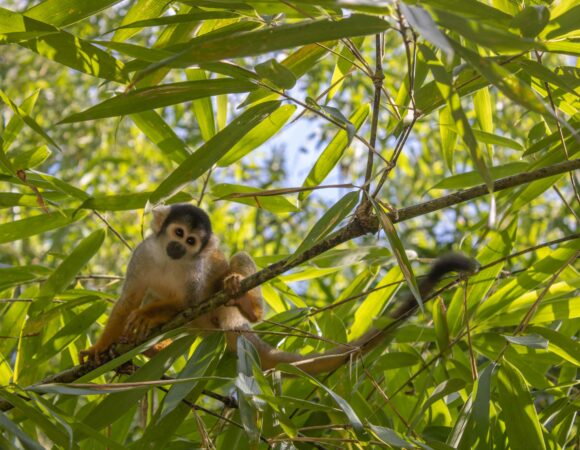 Guía completa para visitar el Parque Nacional del Manu