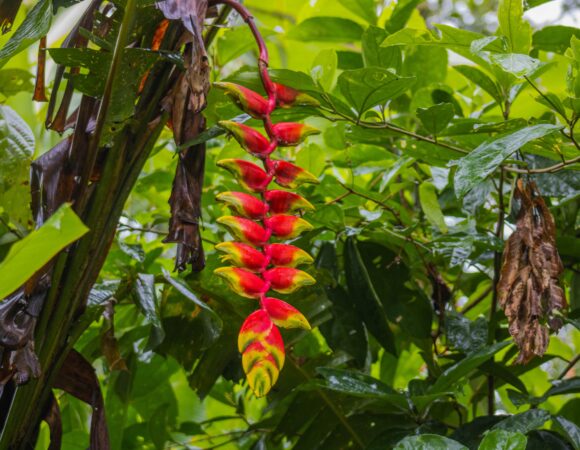 La biodiversidad del Manu: un paraíso de flora y fauna