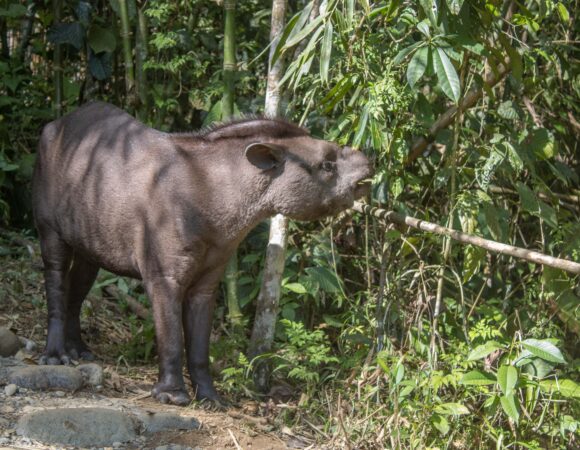 Cusco y Madre de Dios: Tour 2 Dias y 1 Noche en el Parque Nacional del Manu