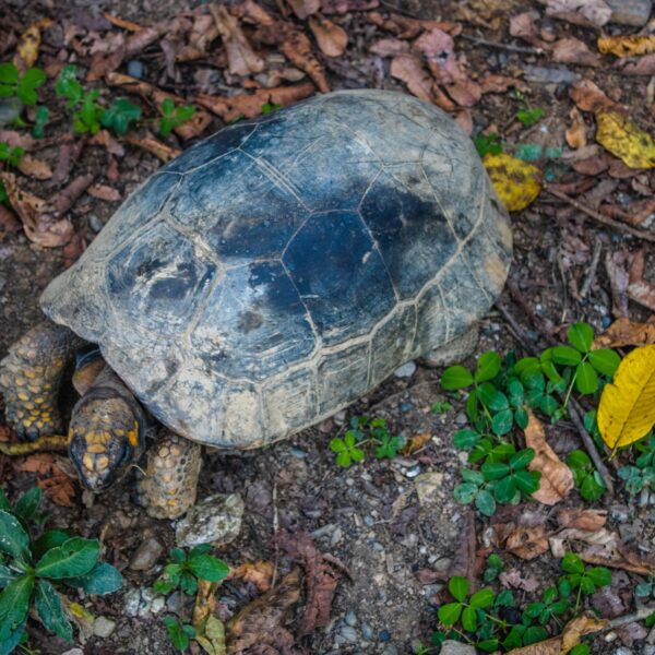 Tortuga