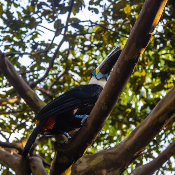 Tucan
