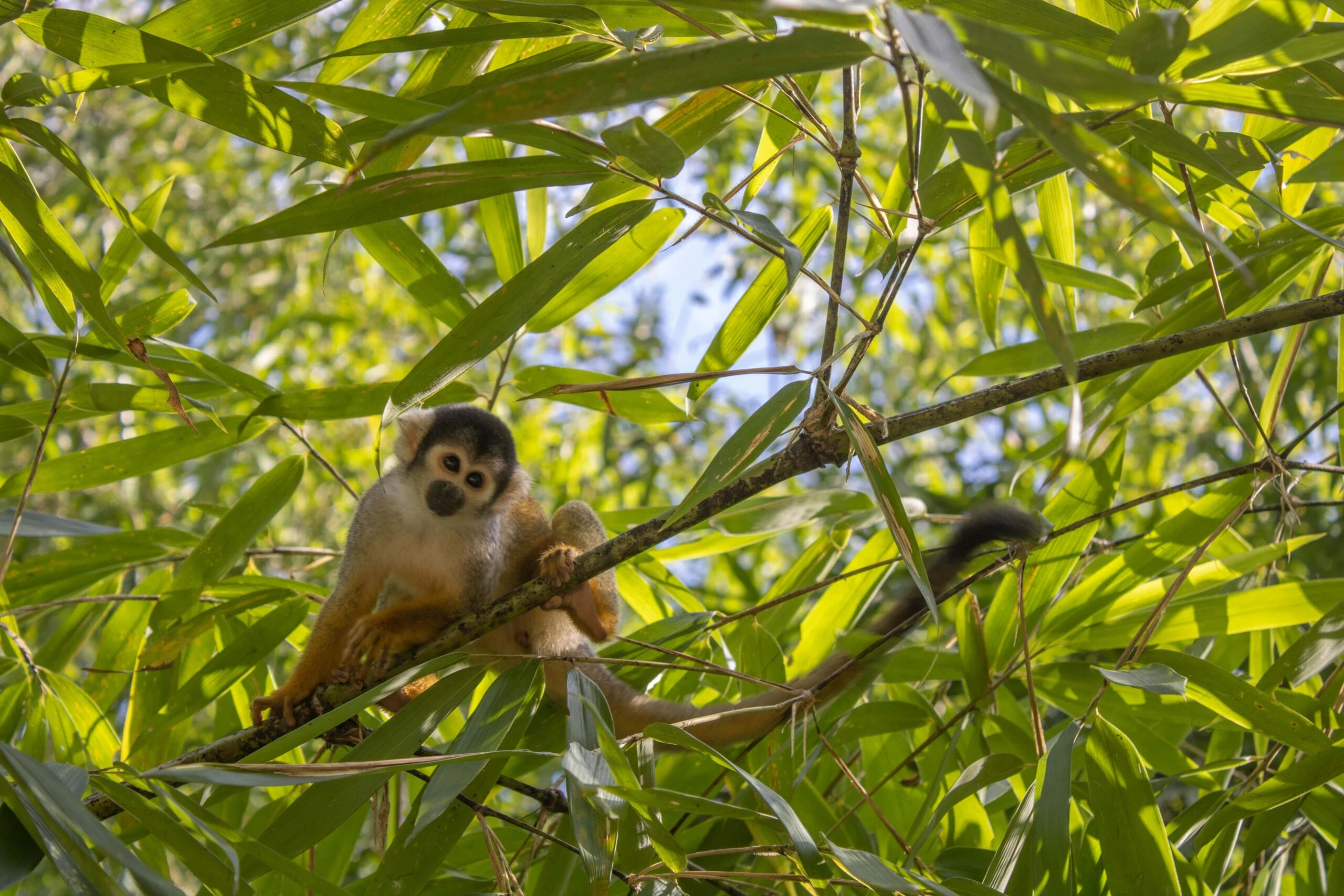 mono-pumastours-scaled